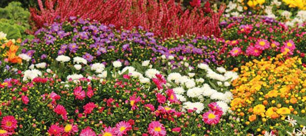 les fleurs d'automne pour colorer le jardin